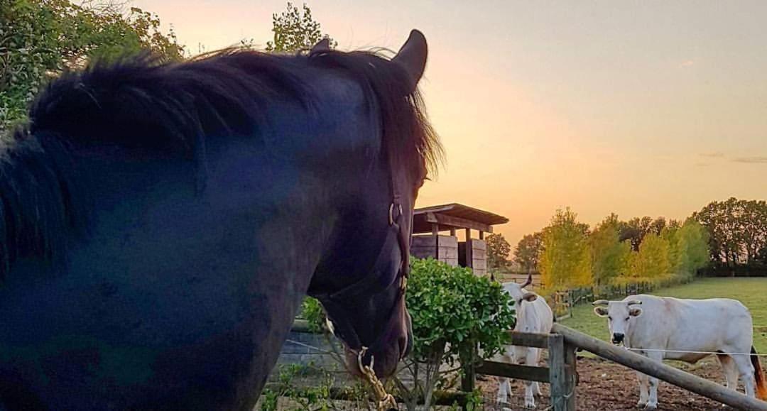La Magnifica B&B Fauglia Екстериор снимка